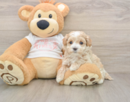 8 week old Maltipoo Puppy For Sale - Simply Southern Pups