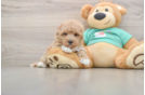 Maltipoo Puppy for Adoption