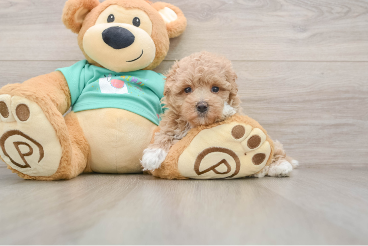 Hypoallergenic Maltepoo Poodle Mix Puppy