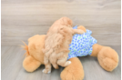 Best Maltipoo Baby