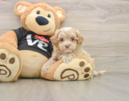 7 week old Maltipoo Puppy For Sale - Simply Southern Pups