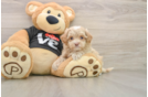 Maltipoo Puppy for Adoption
