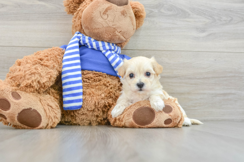 6 week old Maltipoo Puppy For Sale - Simply Southern Pups