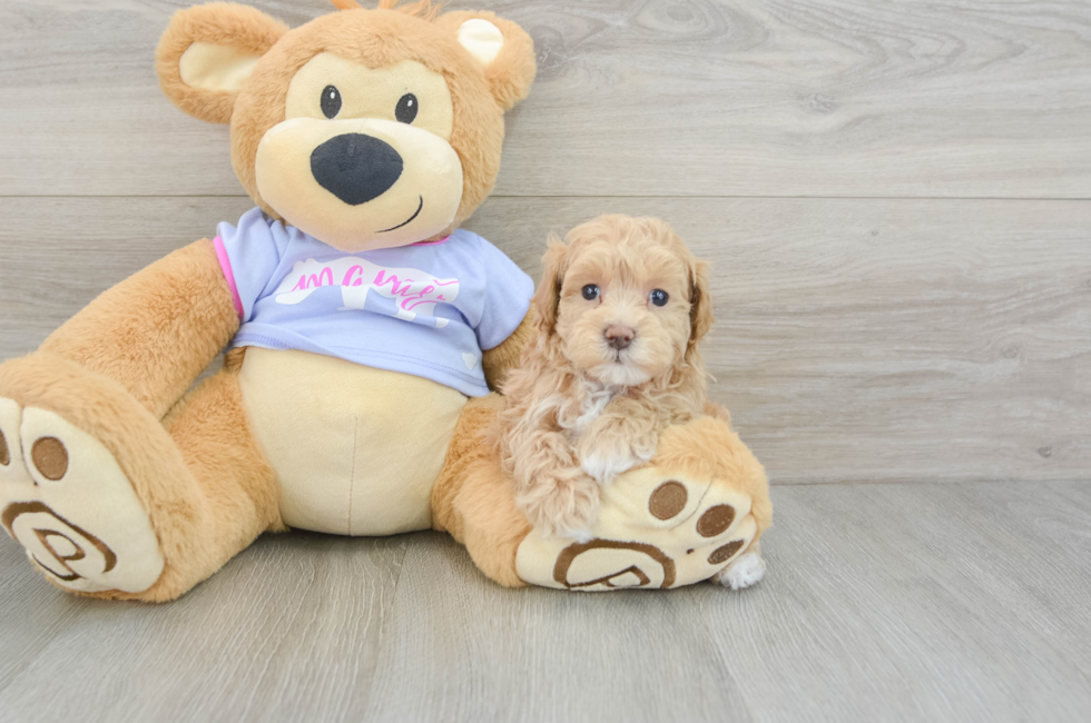 8 week old Maltipoo Puppy For Sale - Simply Southern Pups