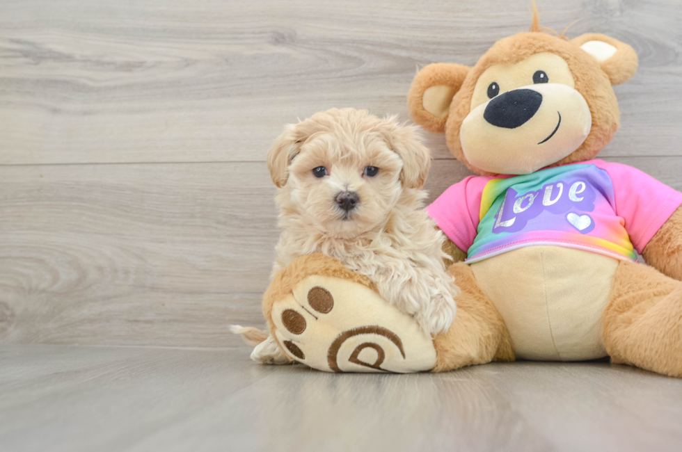 7 week old Maltipoo Puppy For Sale - Simply Southern Pups