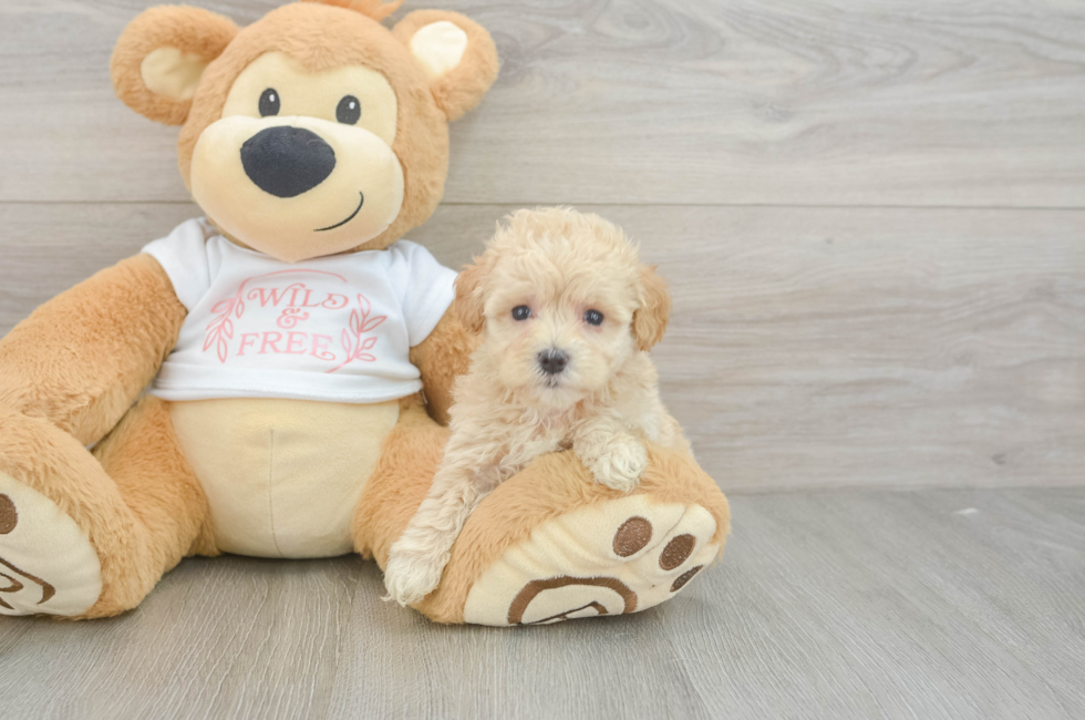 5 week old Maltipoo Puppy For Sale - Simply Southern Pups