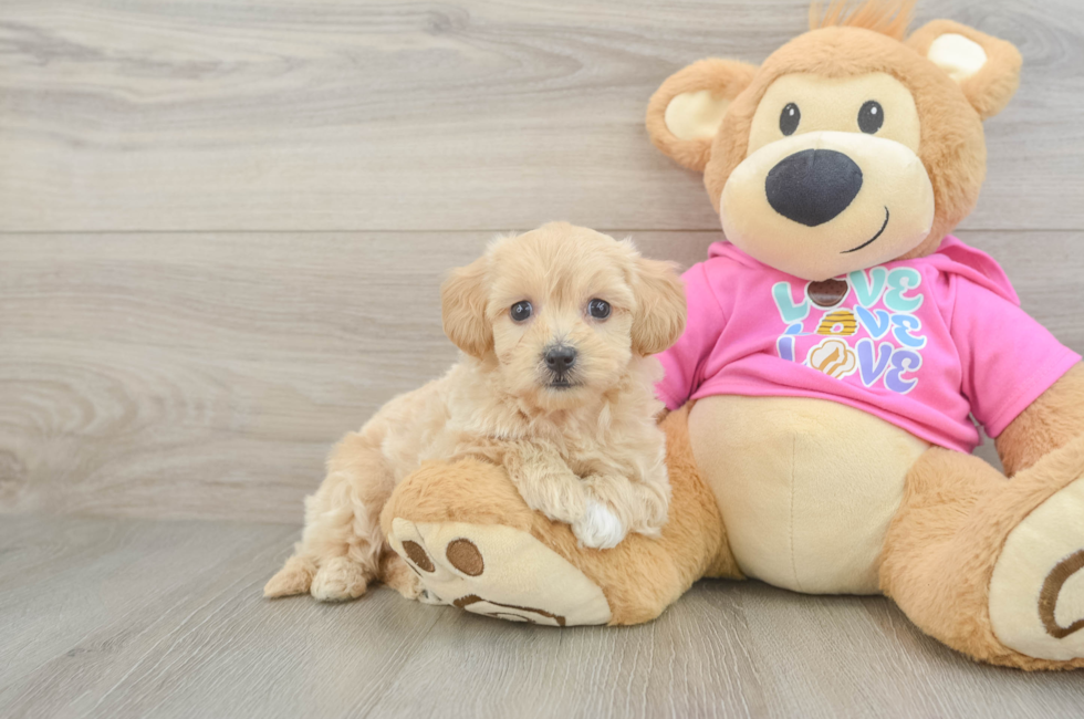 7 week old Maltipoo Puppy For Sale - Simply Southern Pups