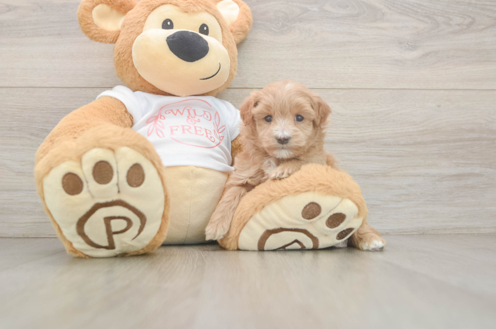 5 week old Maltipoo Puppy For Sale - Simply Southern Pups