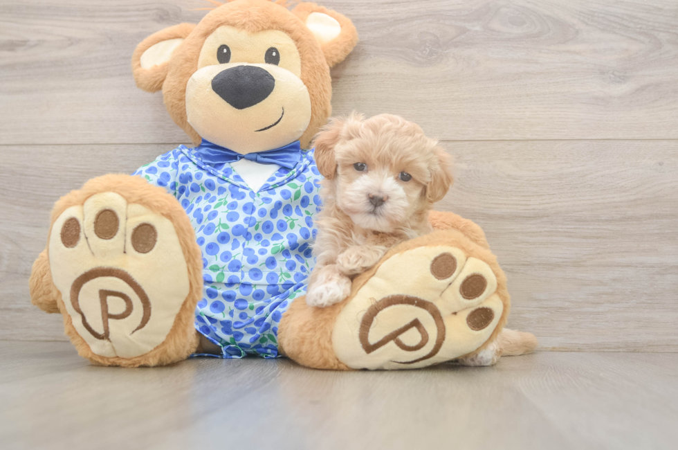 5 week old Maltipoo Puppy For Sale - Simply Southern Pups