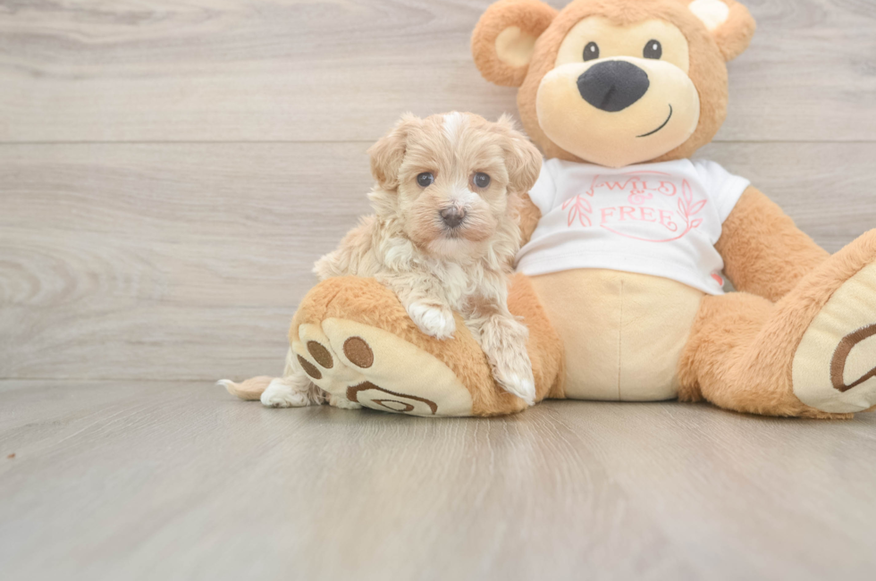 5 week old Maltipoo Puppy For Sale - Simply Southern Pups