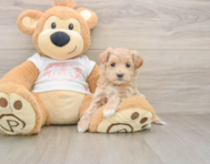 8 week old Maltipoo Puppy For Sale - Simply Southern Pups