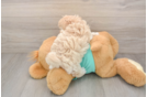 Maltipoo Pup Being Cute
