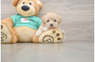 Fluffy Maltipoo Poodle Mix Pup