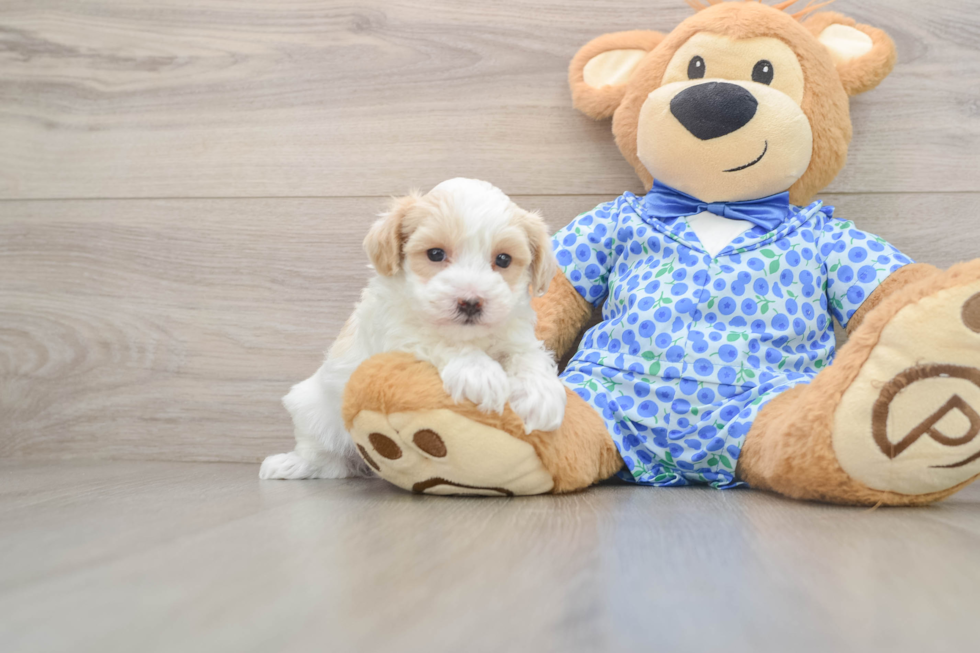Popular Maltipoo Poodle Mix Pup