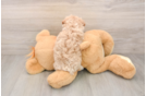 Playful Maltese Poodle Poodle Mix Puppy