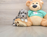 7 week old Maltipoo Puppy For Sale - Simply Southern Pups