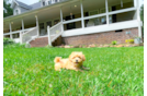 Maltipoo Pup Being Cute