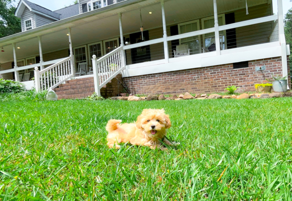 Maltipoo Pup Being Cute