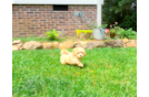 Maltipoo Puppy for Adoption