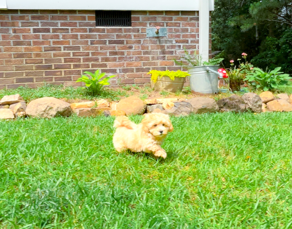 Maltipoo Puppy for Adoption