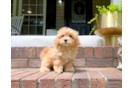 Maltipoo Pup Being Cute
