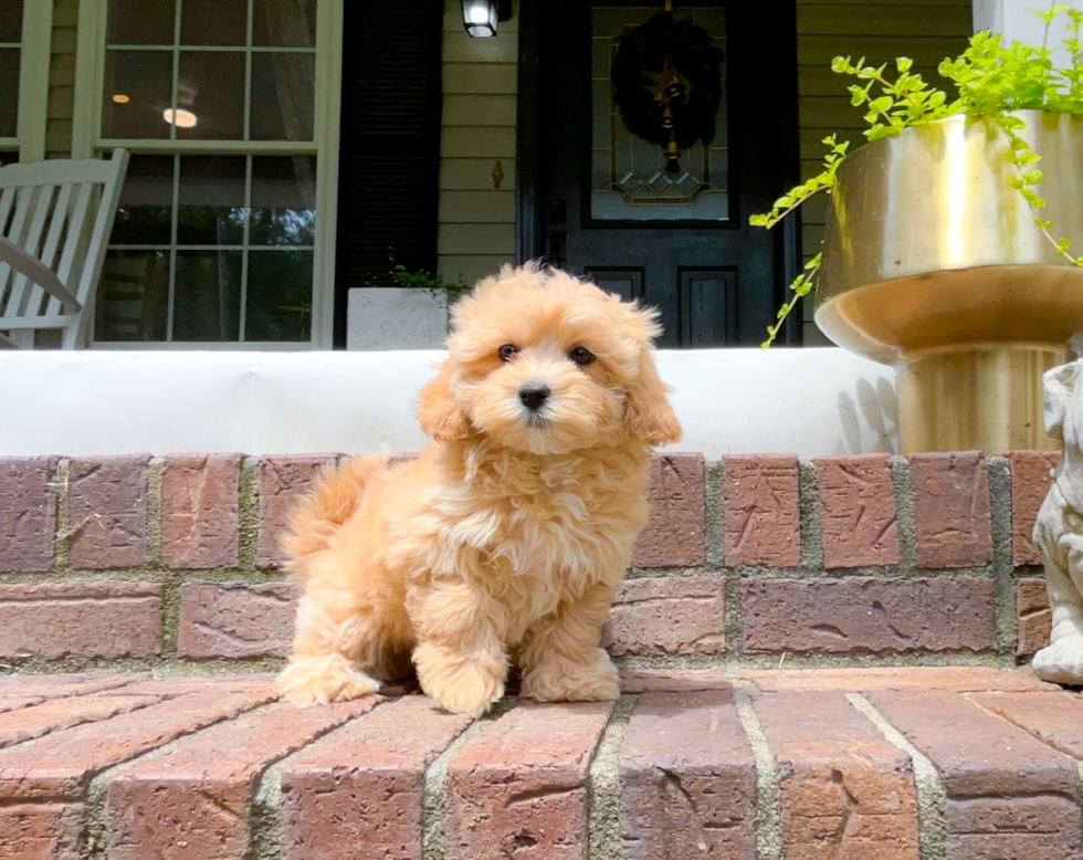 Maltipoo Pup Being Cute