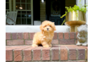 Best Maltipoo Baby