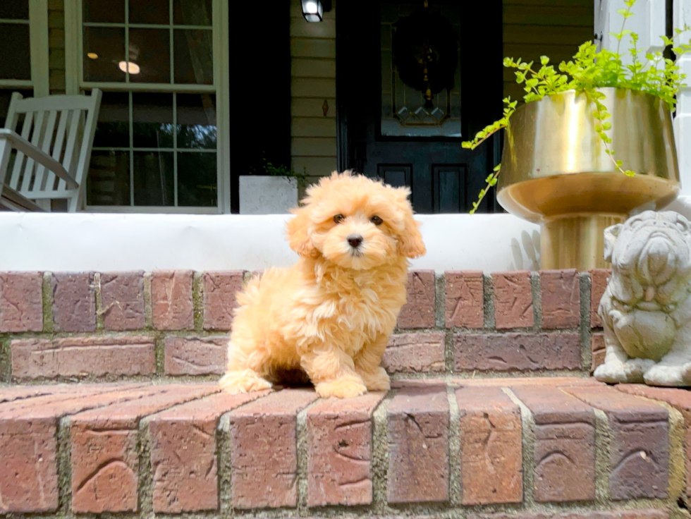 Best Maltipoo Baby