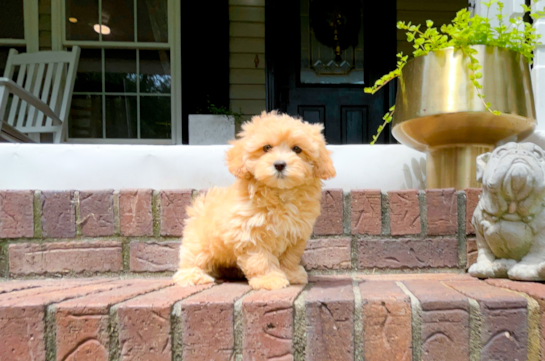 Best Maltipoo Baby