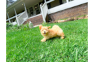 Maltipoo Puppy for Adoption