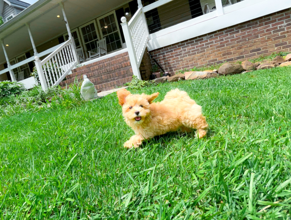 Maltipoo Puppy for Adoption