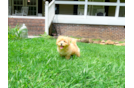Cute Maltipoo Poodle Mix Pup