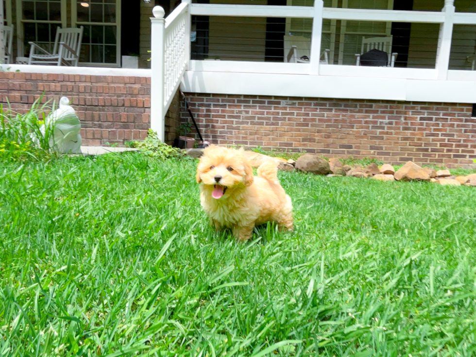 Cute Maltipoo Poodle Mix Pup
