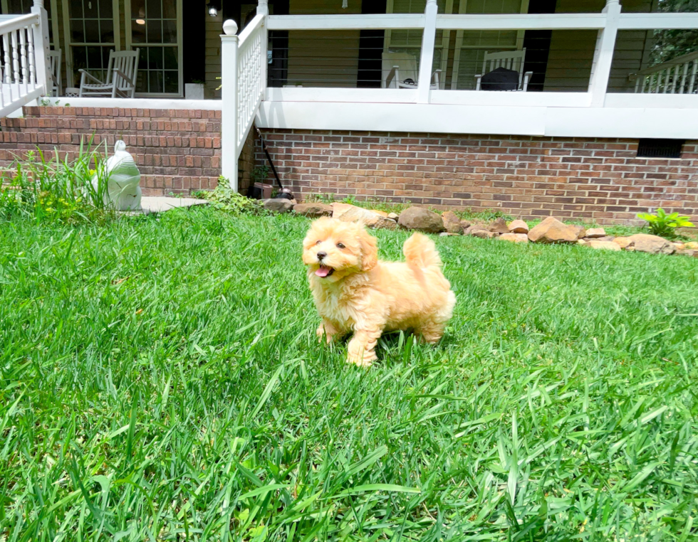 Maltipoo Pup Being Cute
