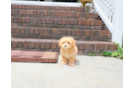 Maltipoo Puppy for Adoption
