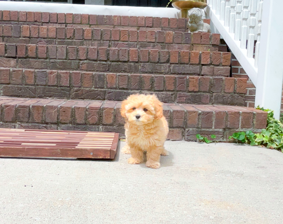 Maltipoo Puppy for Adoption