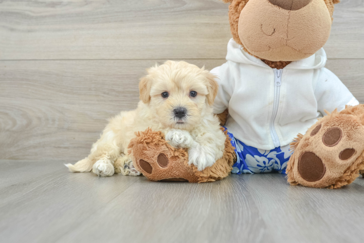 Popular Maltipoo Poodle Mix Pup