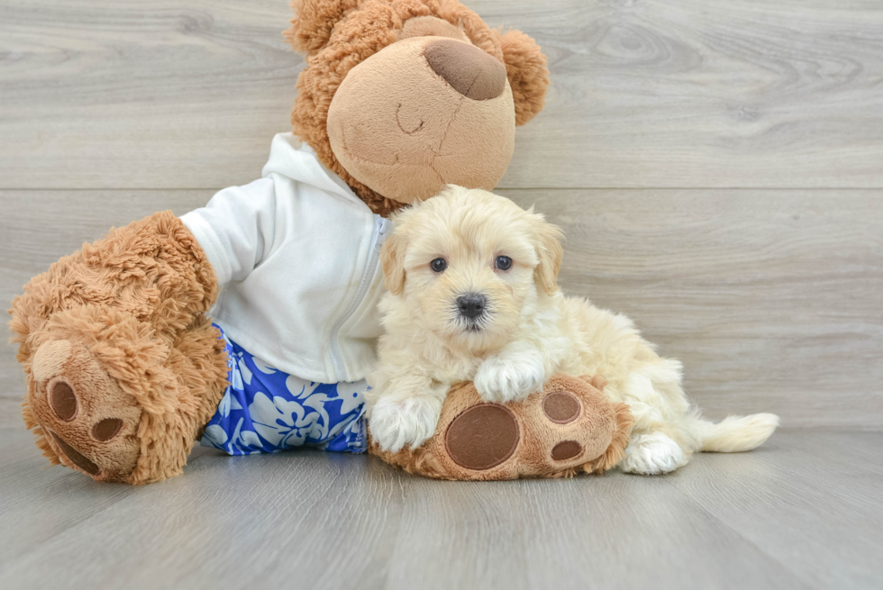 Hypoallergenic Maltepoo Poodle Mix Puppy