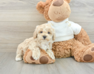 8 week old Maltipoo Puppy For Sale - Simply Southern Pups