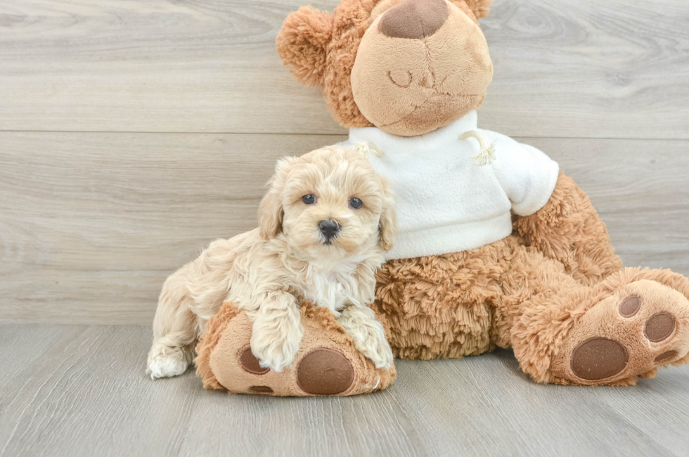 6 week old Maltipoo Puppy For Sale - Simply Southern Pups