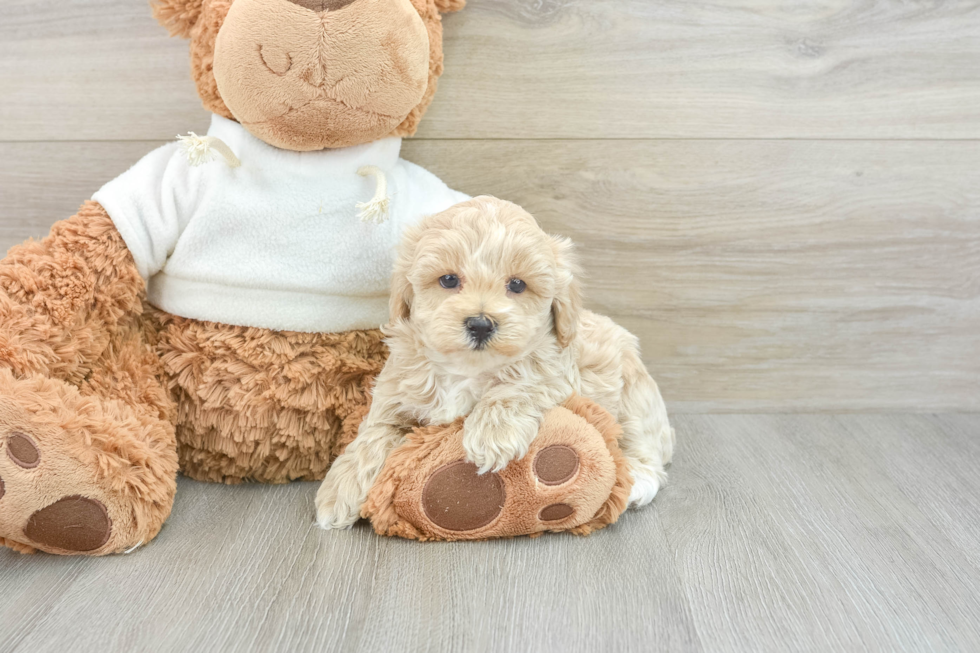 Funny Maltipoo Poodle Mix Pup