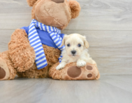 9 week old Maltipoo Puppy For Sale - Simply Southern Pups