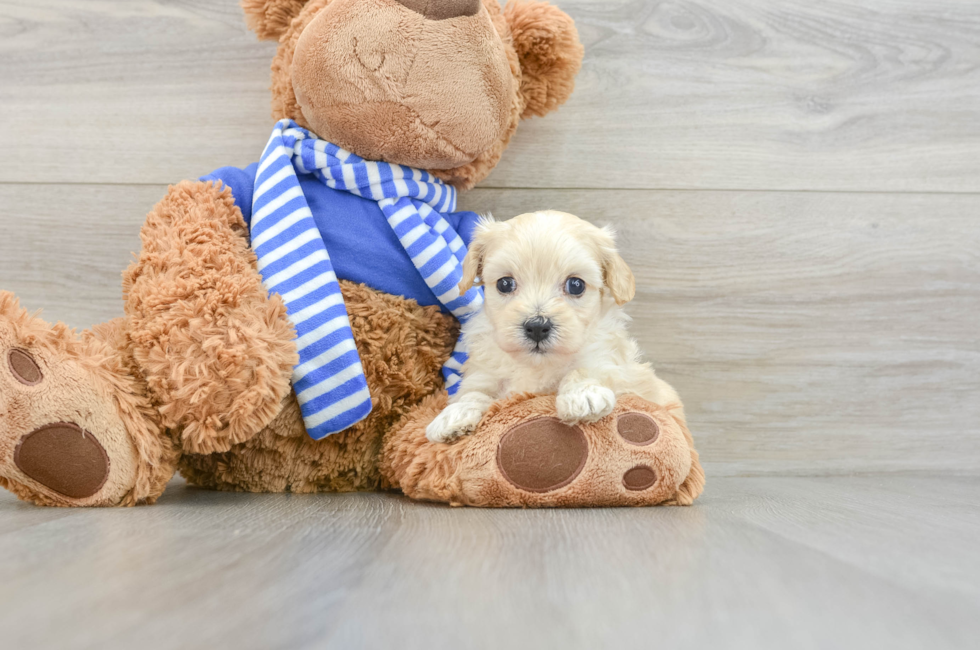 6 week old Maltipoo Puppy For Sale - Simply Southern Pups