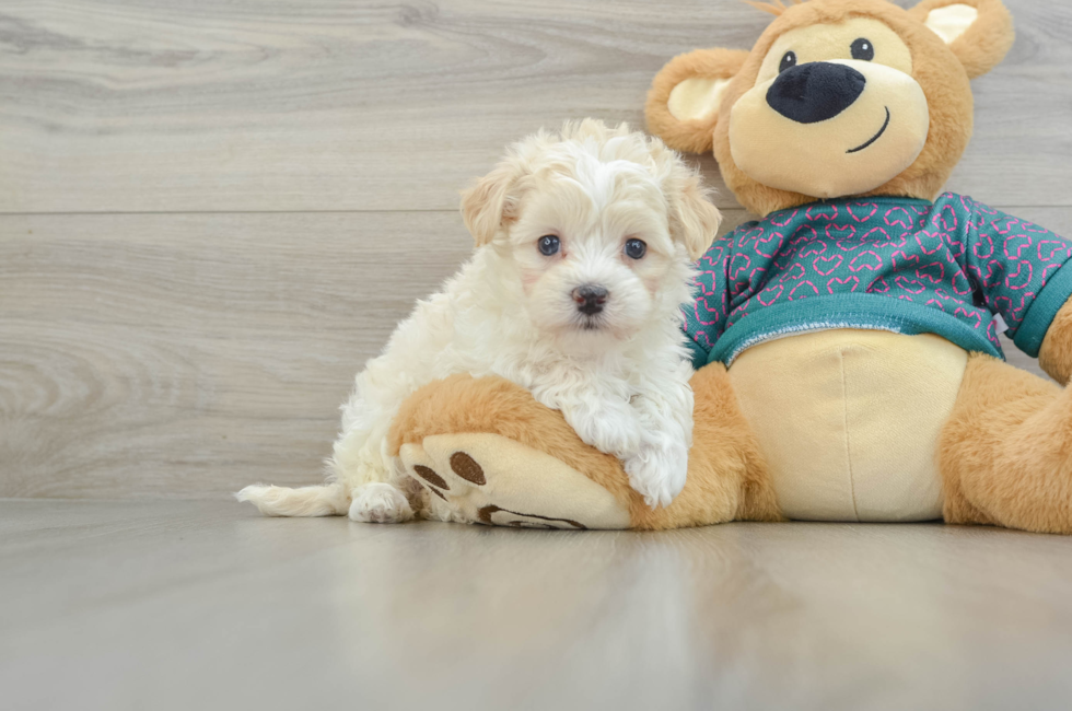 6 week old Maltipoo Puppy For Sale - Simply Southern Pups