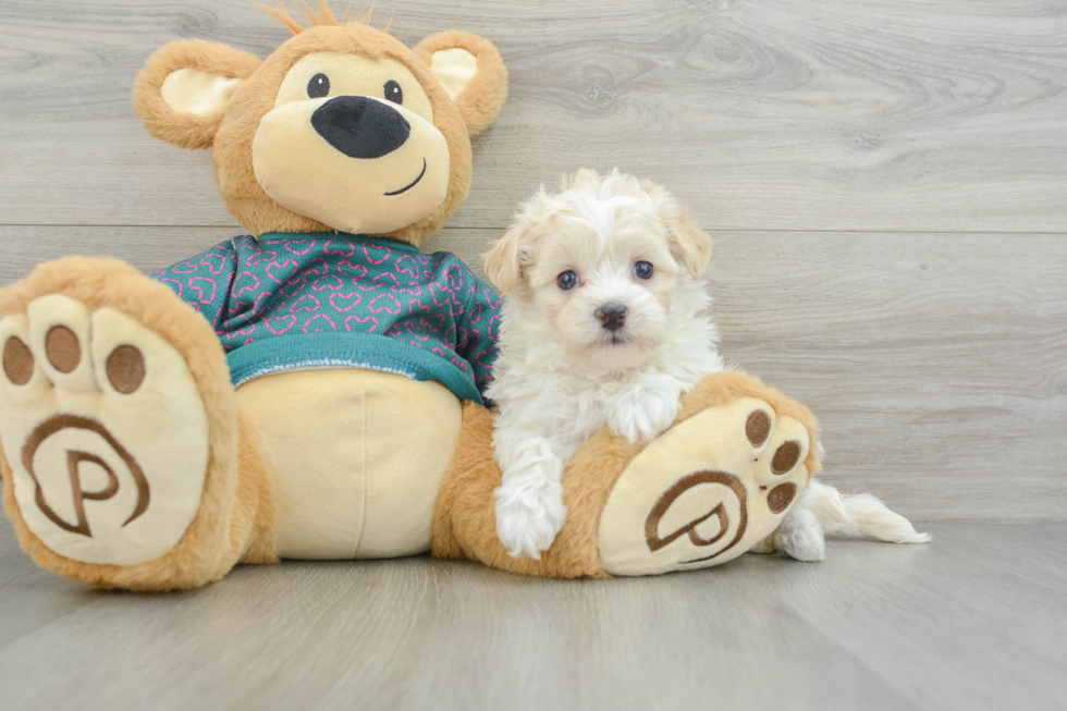 Maltipoo Pup Being Cute