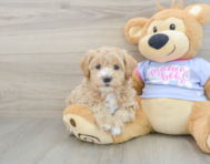 8 week old Maltipoo Puppy For Sale - Simply Southern Pups