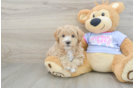 Maltipoo Puppy for Adoption