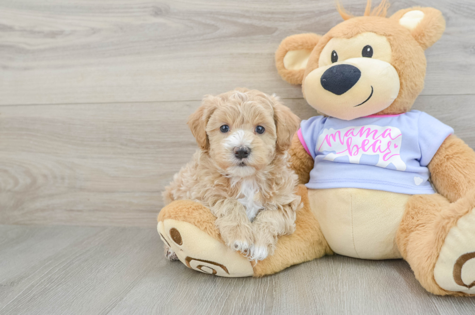 7 week old Maltipoo Puppy For Sale - Simply Southern Pups