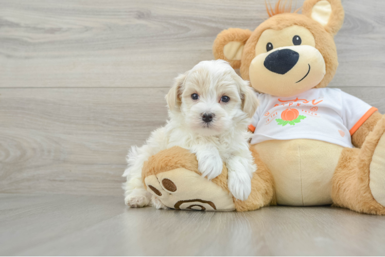 Small Maltipoo Baby