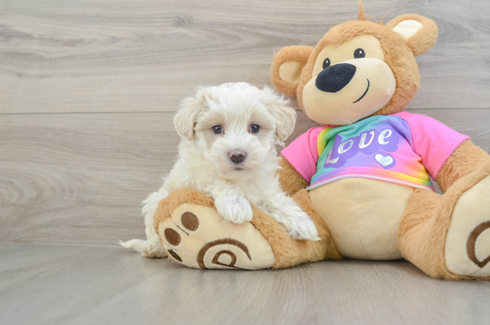 7 week old Maltipoo Puppy For Sale - Simply Southern Pups